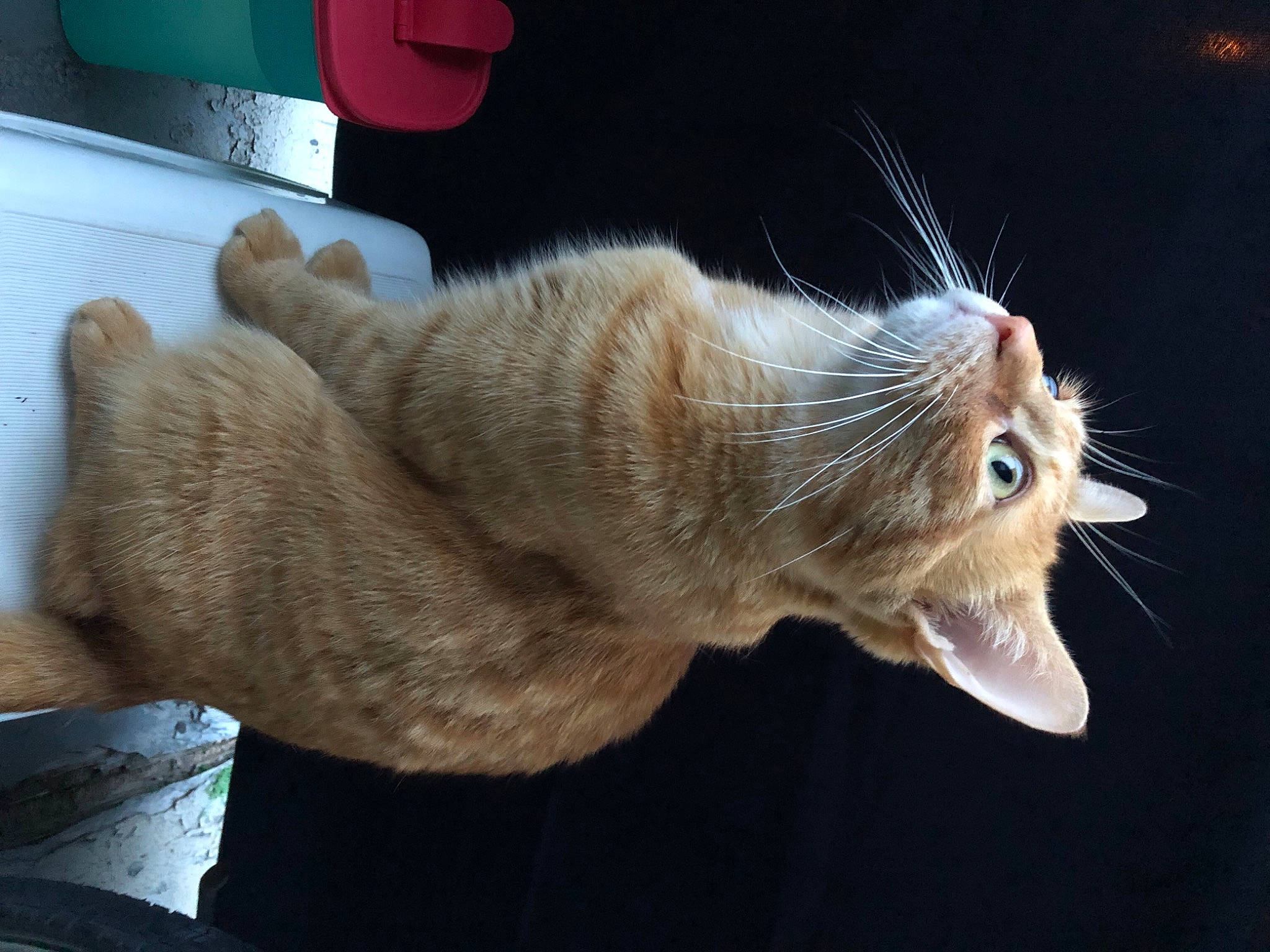 Spider is registered to the contest to win money with this photo: carnivore, cat, claw, cup, domestic_short_haired_cat, facial_expression, felidae, fur, jaw, kitchen_appliance, kitchen_utensil, mug, paw, small_to_medium_sized_cats, snout, terrestrial_animal, tongue, tooth, whiskers