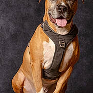 Massaï participe au concours pour gagner de l'argent avec cette photo : animal, background, brown_coat, canine, dog, domestic_animal, ears, friendly, fur, happy, harness, looking_at_camera, paw, pet, portrait, sitting, studio, table, tongue_out, white_paws