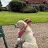 child, girl, dog, labrador, yellow_labrador, hugging, affection, outdoor, garden, courtyard, grass, lawn, gravel, bench, rural, building, old_house, tile_roof, portrait, summer