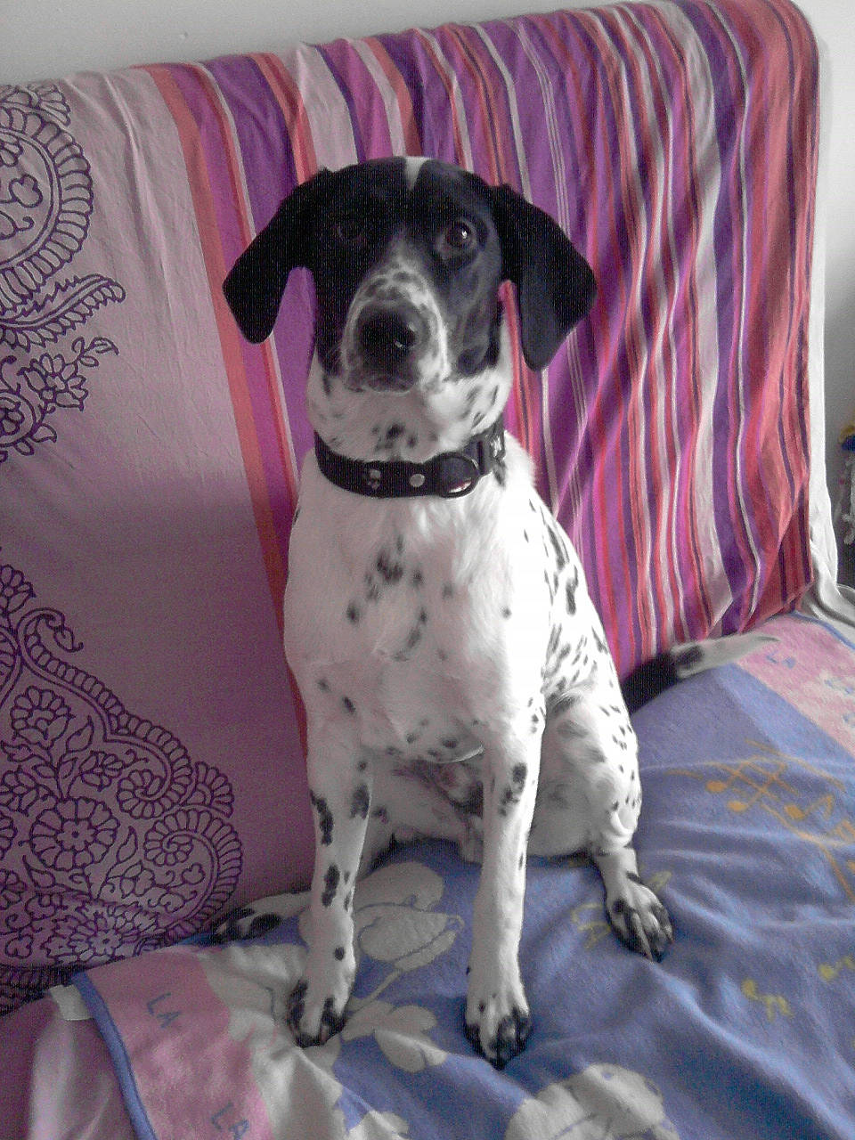 Griffin participe au concours pour gagner de l'argent avec cette photo : braque_dauvergne, canidae, carnivore, companion_dog, danish_swedish_farmdog, dog, dog_breed, mammal, pillow, pointer, rare_breed_dog, snout, sporting_group, vertebrate