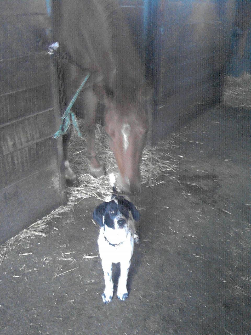 Griffin a rejoint le concours — aidez-le/la à gagner de superbes lots ! canidae, carnivore, dog, dog_breed, sporting_group, tail