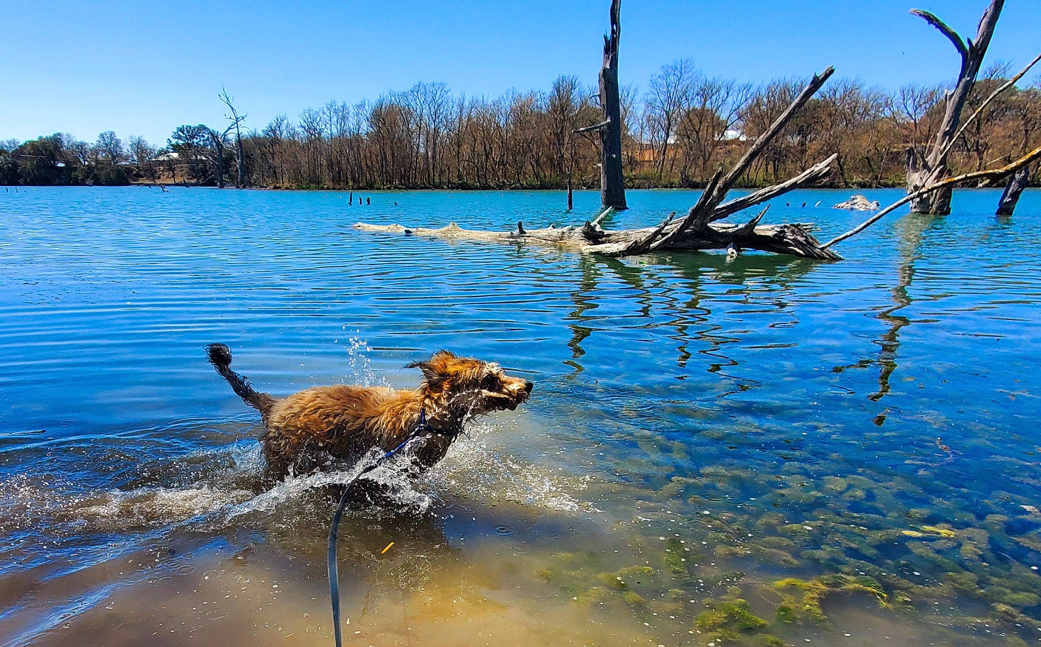 Mozzi joined the competition — help win amazing prizes! bank, carnivore, collar, dog, dog_breed, fawn, lake, leash, leisure, mammal, natural_landscape, shore, sky, tail, tree, vertebrate, water, watercourse, wood, working_animal