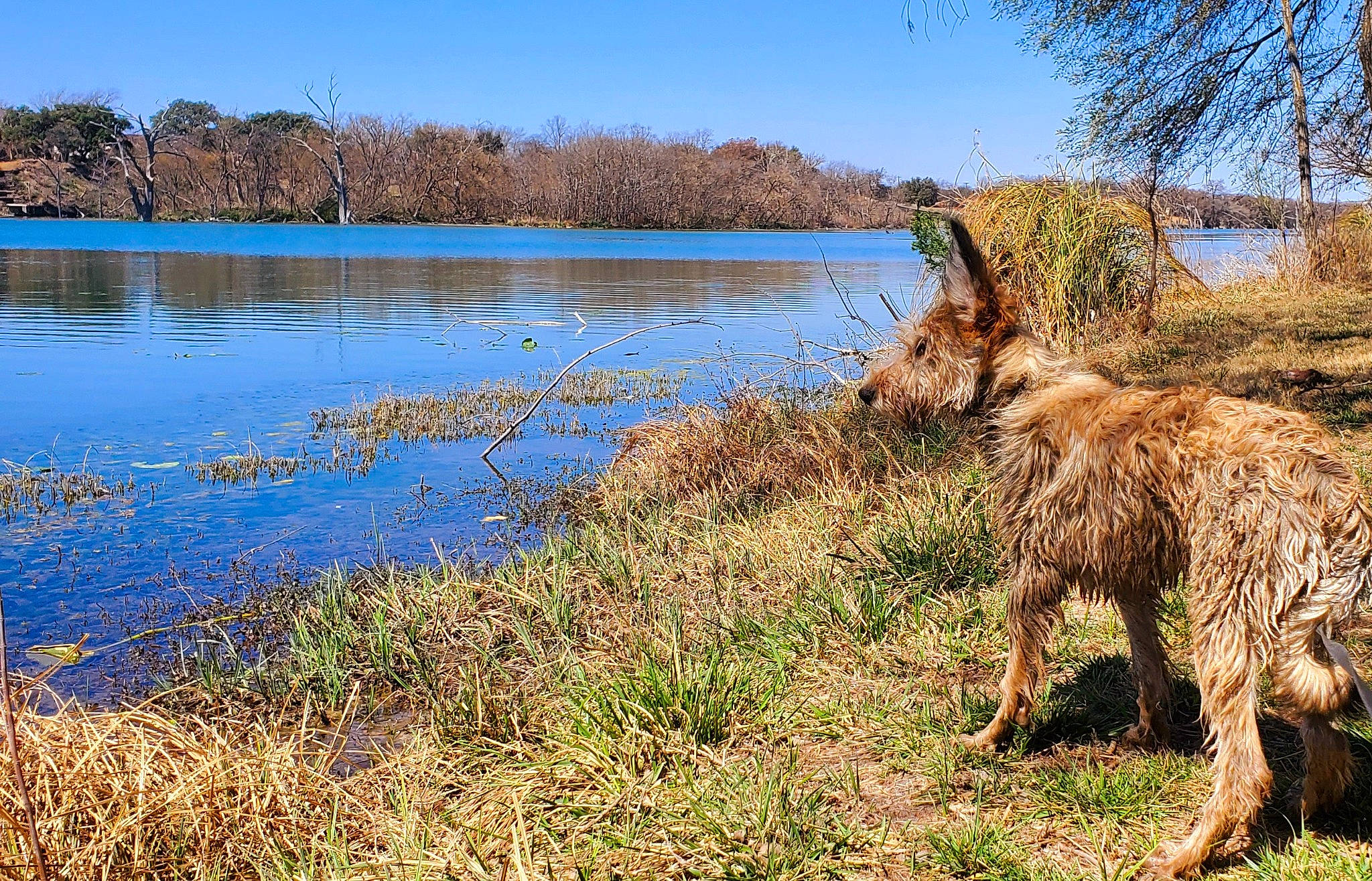 Mozzi joined the competition — help win amazing prizes! bank, carnivore, dog_breed, fawn, grass, grass_family, grassland, lacustrine_plain, lake, landscape, natural_landscape, plant, riparian_zone, sky, terrestrial_animal, tidal_marsh, tree, water, wood, working_animal