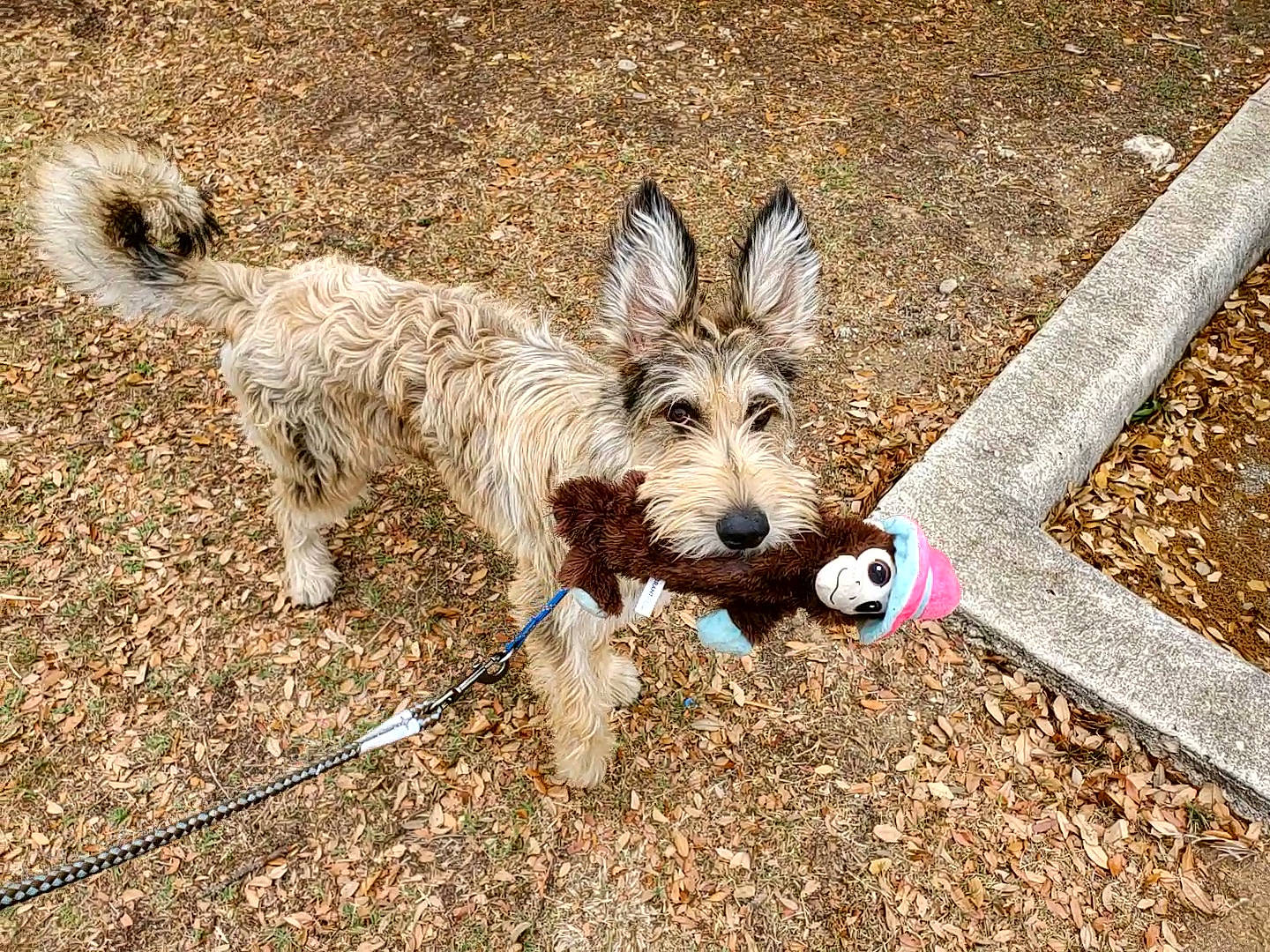 Mozzi joined the competition — help win amazing prizes! canidae, carnivore, collar, companion_dog, dog, dog_breed, dog_collar, dog_supply, fawn, grass, leash, snout, soil, sporting_group, tail, terrestrial_animal, terrier, toy_dog, water_dog, working_animal