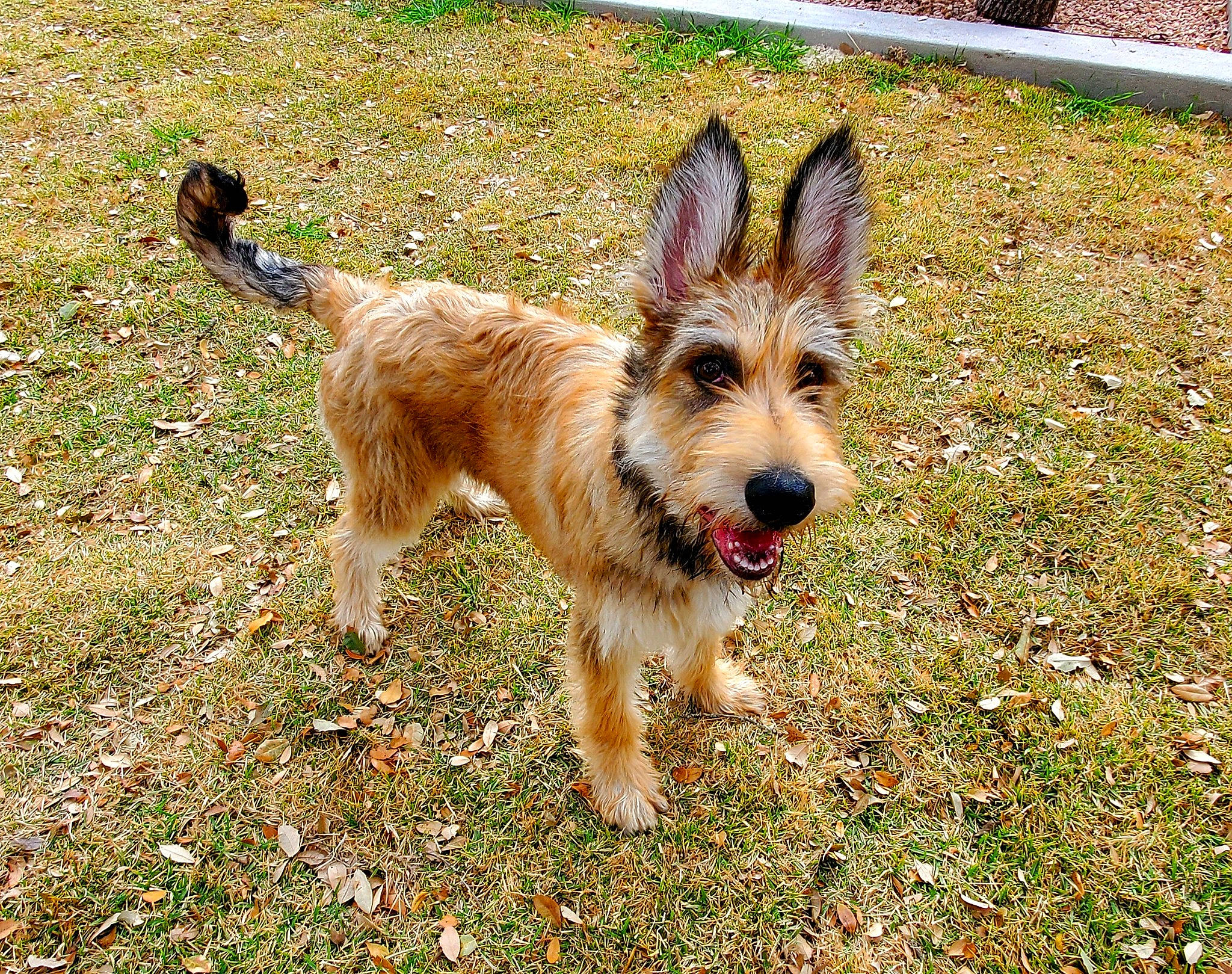 Mozzi joined the competition — help win amazing prizes! canidae, carnivore, collar, companion_dog, dog, dog_breed, fawn, fur, grass, snout, soil, sporting_group, tail, terrestrial_animal, terrier