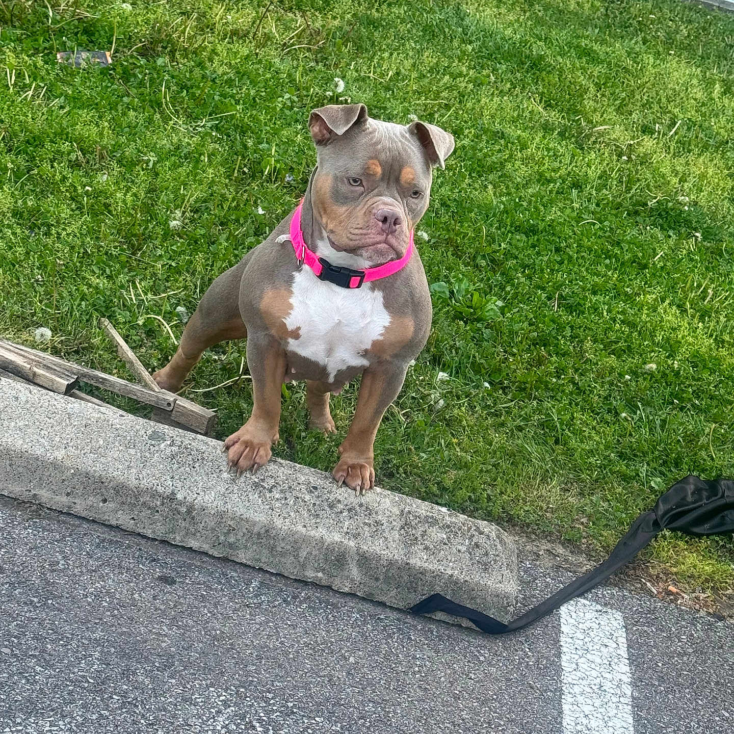 Hazel joined the competition — help win amazing prizes! alert, animal, brown_dog, canine, collar, curb, daytime, dog, domestic_animal, fence, grass, greenery, leash, nature, outdoor, parking_lot, pet, sidewalk, urban, white_chest