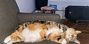 Bella Osorio joined the competition — help win amazing prizes! cat, tabby_cat, lying_down, couch, relaxing, indoor, pet, sleeping, feline, fur, whiskers, paws, cozy, home, animal, resting, domestic_animal, cute, sleep, comfortable