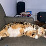 cat, tabby_cat, lying_down, couch, relaxing, indoor, pet, sleeping, feline, fur, whiskers, paws, cozy, home, animal, resting, domestic_animal, cute, sleep, comfortable