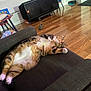 cat, tabby_cat, couch, living_room, wooden_floor, relaxed, pet, feline, indoor, fur, whiskers, paw, sleeping, cozy, domestic_animal, household, furniture, resting, calm, cute