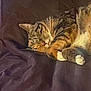 cat, tabby, sleeping, cozy, blanket, fur, paws, resting, indoor, pet, animal, cute, relaxed, striped, whiskers, feline, nap, soft, warm, comfortable