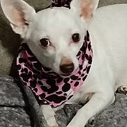 Luna joined the competition — help win amazing prizes! dog, white_dog, bandana, pink_bandana, black_spots, blanket, gray_blanket, pet, indoor, ears, paw, cute, animal, looking, lying_down, cozy, fur, companion, closeup, domestic_animal