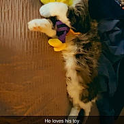 Buiscuit is registered to the contest to win money with this photo: cat, tabby_cat, fluffy, white_paws, yellow_toy, plush_toy, hugging, lying_down, indoor, blanket, blue_blanket, wood_paneling, pet, cute, playful, relaxed, portrait, snapchat_filter, text_overlay, timestamp