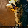 cat, tabby_cat, fluffy, white_paws, yellow_toy, plush_toy, hugging, lying_down, indoor, blanket, blue_blanket, wood_paneling, pet, cute, playful, relaxed, portrait, snapchat_filter, text_overlay, timestamp