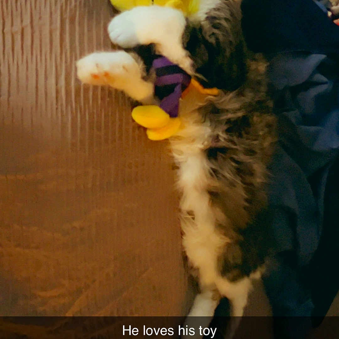 Buiscuit is registered to the contest to win money with this photo: cat, tabby_cat, fluffy, white_paws, yellow_toy, plush_toy, hugging, lying_down, indoor, blanket, blue_blanket, wood_paneling, pet, cute, playful, relaxed, portrait, snapchat_filter, text_overlay, timestamp