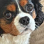 dog, cavalier_king_charles_spaniel, close_up, face, fur, eyes, nose, pet, animal, tricolor, cute, fluffy, whiskers, canine, domestic_animal, portrait, mammal, indoor, companion, friendly