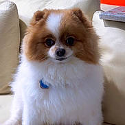 Osita joined the competition — help win amazing prizes! animal, brown, collar, couch, cute, dog, ears, face, fluffy, furniture, home, indoor, leather, pet, photograph, pomeranian, sitting, small_dog, toy, white