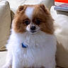 animal, brown, collar, couch, cute, dog, ears, face, fluffy, furniture, home, indoor, leather, pet, photograph, pomeranian, sitting, small_dog, toy, white