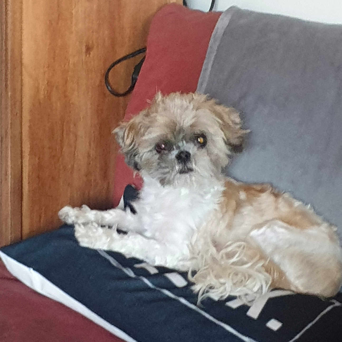 Chipy a rejoint le concours — aidez-le/la à gagner de superbes lots ! animal, companion, couch, cute, dog, domestic, fluffy, fur, furniture, gray_blanket, home, indoor, laying_down, pet, pillow, red_couch, relaxed, resting, small_dog, wooden_door