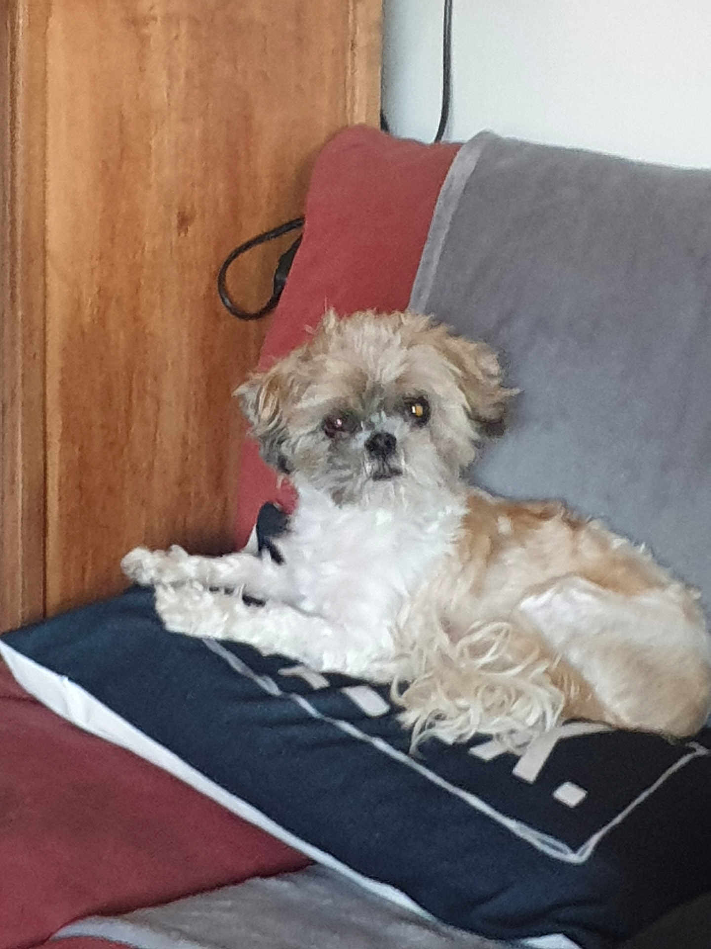 Chipy a rejoint le concours — aidez-le/la à gagner de superbes lots ! dog, small_dog, fluffy, pillow, couch, red_couch, wooden_door, gray_blanket, indoor, pet, relaxed, furniture, home, companion, animal, laying_down, fur, cute, domestic, resting