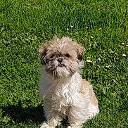 Chypy a rejoint le concours — aidez-le/la à gagner de superbes lots ! animal, canine, cute, daylight, dog, flower, fluffy, friendly, fur, garden, grass, greenery, nature, outdoor, pet, portrait, sitting, small_dog, summer, sunlight
