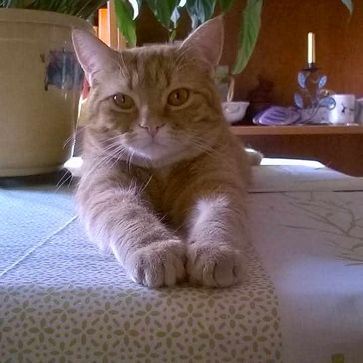 Harry participe au concours pour gagner de l'argent avec cette photo : animal, candle, cat, cushion, face, furniture, head, herbal, herbs, homedecor, jar, kitten, person, pet, photography, plant, planter, pottedplant, pottery, vase