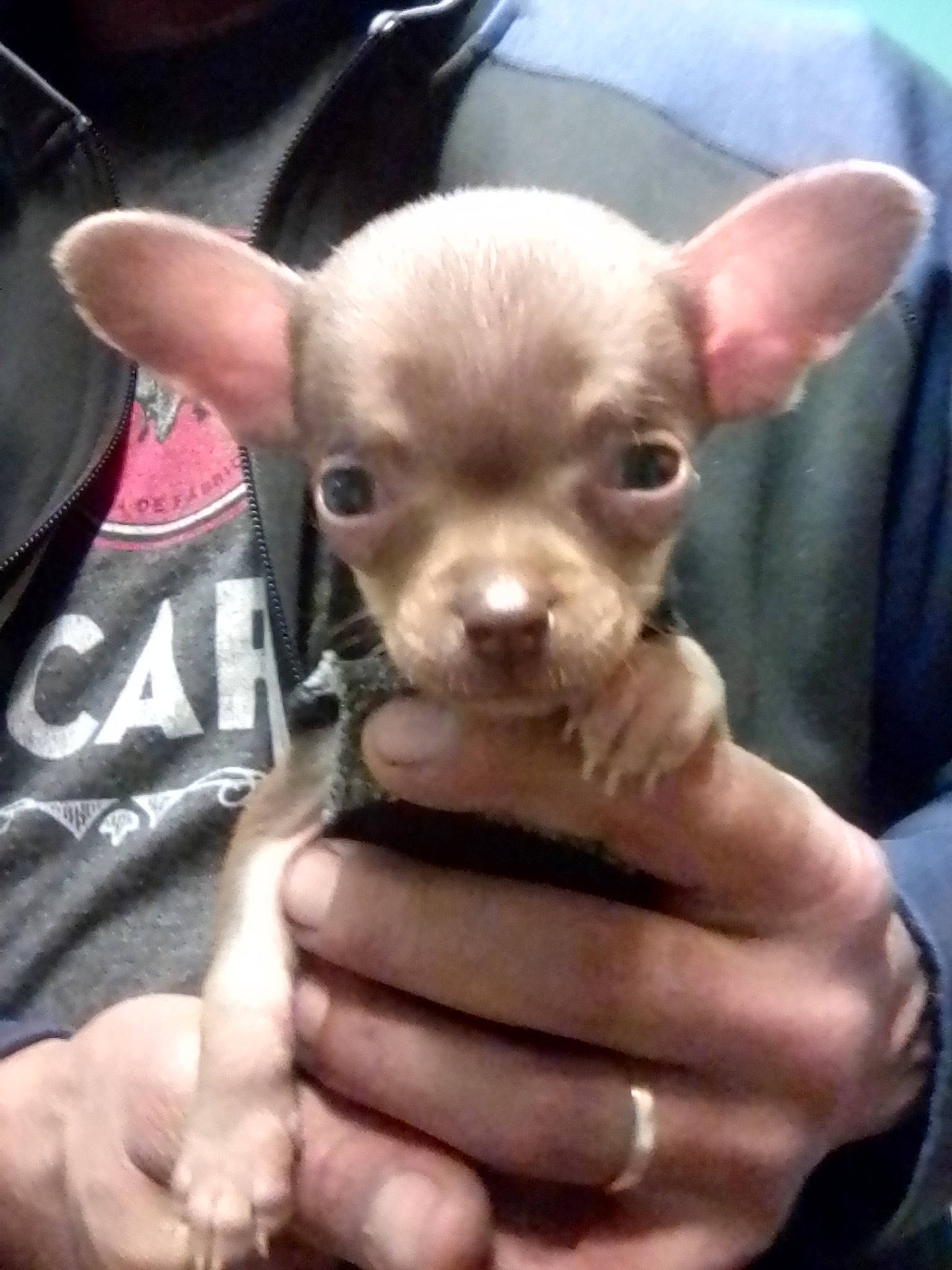 Benito joined the competition — help win amazing prizes! canidae, carnivore, chihuahua, dog, dog_breed, fawn, finger, gesture, iris, nail, non_sporting_group, organ, pink, puppy, skin, snout, thumb, toy_dog, vertebrate, whiskers