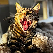 Milo a rejoint le concours — aidez-le/la à gagner de superbes lots ! cat, tabby, yawning, fangs, tongue, whiskers, fur, pet, animal, cozy, blanket, striped, closeup, indoor, sunlight, cute, relaxed, feline, mammal, portrait
