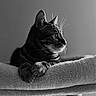 Milo a rejoint le concours — aidez-le/la à gagner de superbes lots ! cat, tabby, pet, animal, feline, whiskers, paws, resting, soft_texture, cat_tree, indoor, black_and_white, portrait, calm, close_up, side_view, focused, relaxed, domestic, cozy