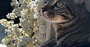 Milo participe au concours pour gagner de l'argent avec cette photo : cat, tabby_cat, animal, pet, whiskers, fur, ears, outdoor, flowering_tree, blossoms, sunlight, shadow, wall, ledges, closeup, nature, potted_plant, daylight, relaxation, curious