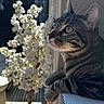 cat, tabby_cat, animal, pet, whiskers, fur, ears, outdoor, flowering_tree, blossoms, sunlight, shadow, wall, ledges, closeup, nature, potted_plant, daylight, relaxation, curious