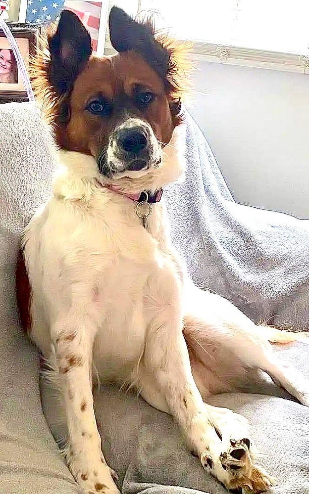 Angel joined the competition — help win amazing prizes! canidae, carnivore, collar, companion_dog, dog, dog_breed, dog_collar, dog_supply, eyewear, fawn, foot, fur, non_sporting_group, paw, pet_supply, snout, sporting_group, sunglasses, terrestrial_animal, working_animal