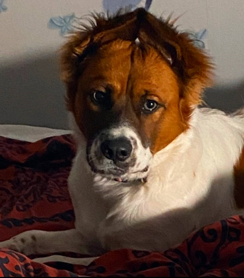 Angel joined the competition — help win amazing prizes! canidae, carnivore, companion_dog, dog, dog_breed, door, fawn, fur, irishjacks, liver, puppy, snout, sporting_group, terrestrial_animal, terrier, toy_dog, whiskers, working_animal