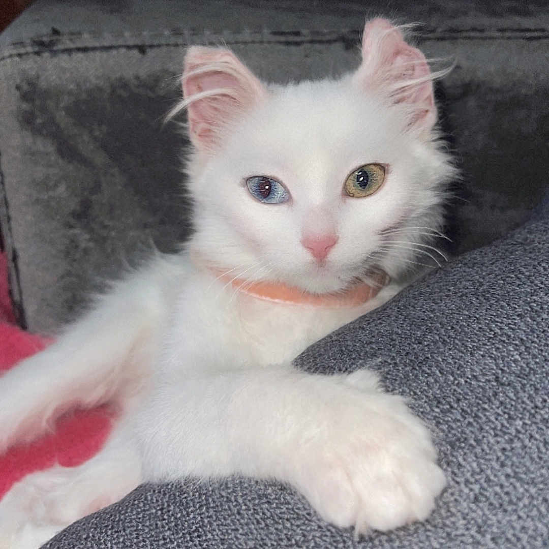 Neige a rejoint le concours — aidez-le/la à gagner de superbes lots ! abyssinian, angora, animal, cat, couch, cushion, furniture, homedecor, kitten, manx, pet, siamese, white
