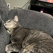 Mandy joined the competition — help win amazing prizes! cat, gray_cat, tabby, sleeping, couch, indoor, furniture, resting, pet, cozy, fur, whiskers, household, living_room, television, relaxation, nap, closeup, domestic_cat, side_view