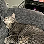 cat, gray_cat, tabby, sleeping, couch, indoor, furniture, resting, pet, cozy, fur, whiskers, household, living_room, television, relaxation, nap, closeup, domestic_cat, side_view