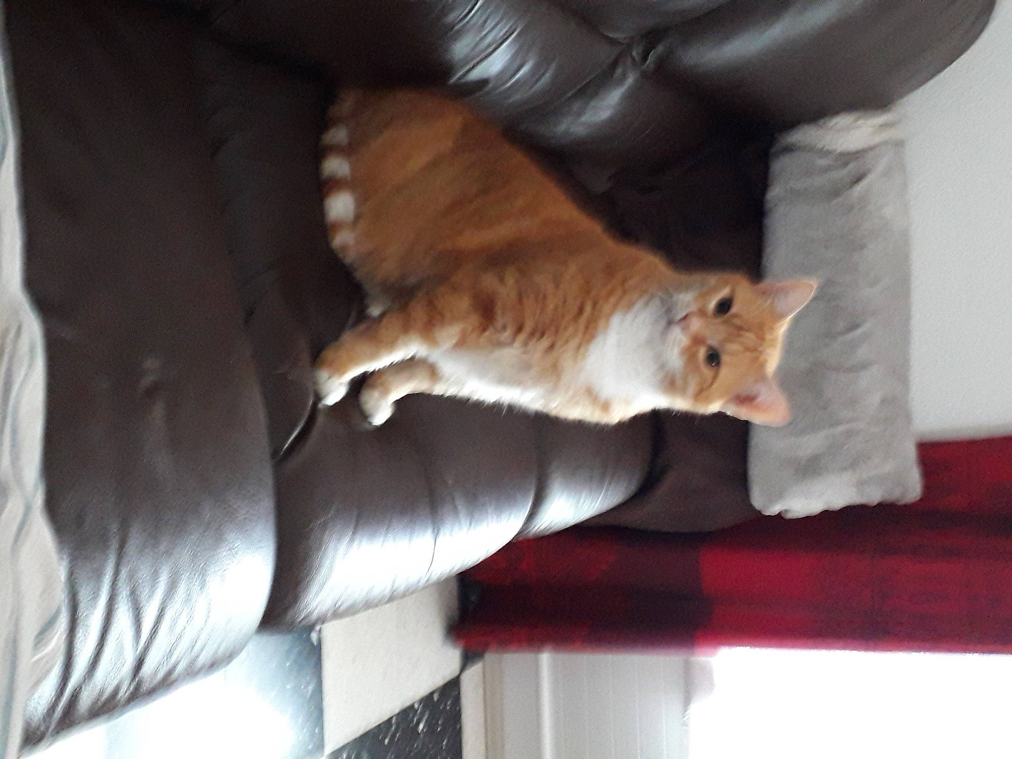 Mali participe au concours pour gagner de l'argent avec cette photo : carnivore, cat, chair, comfort, companion_dog, couch, fawn, felidae, floor, flooring, hardwood, linens, orange, small_to_medium_sized_cats, snout, tail, tints_and_shades, whiskers, window, wood