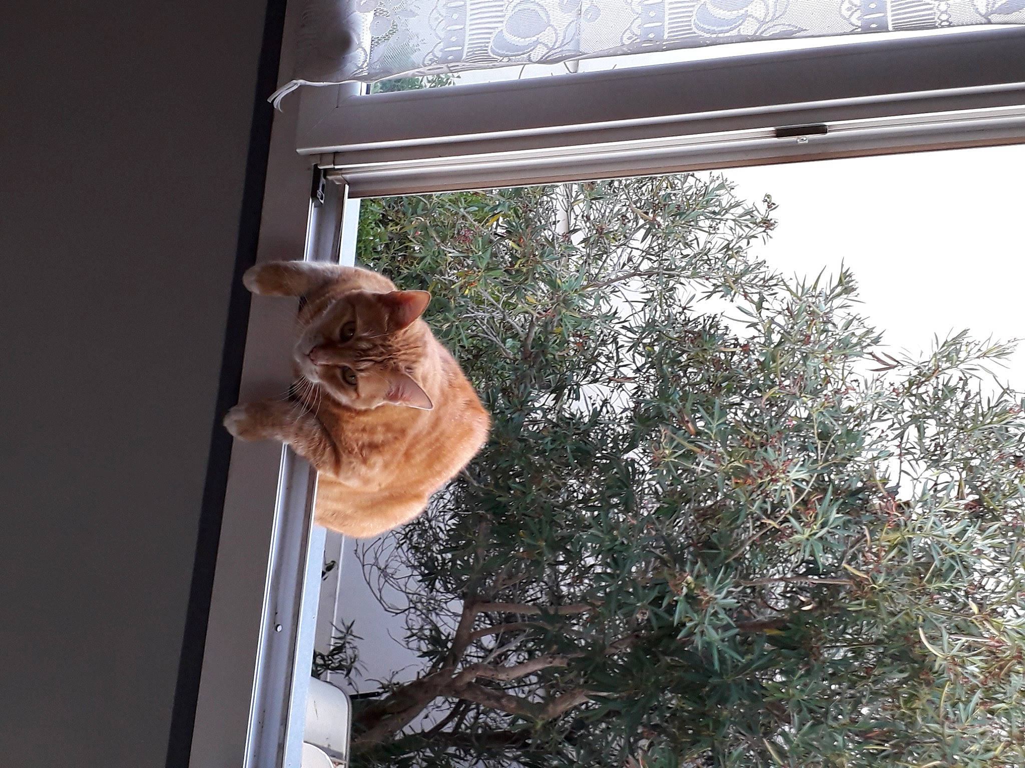 Mali participe au concours pour gagner de l'argent avec cette photo : carnivore, cat, daylighting, domestic_short_haired_cat, door, fawn, felidae, fur, glass, plant, shade, small_to_medium_sized_cats, snout, sporting_group, tail, tints_and_shades, tree, whiskers, window, wood