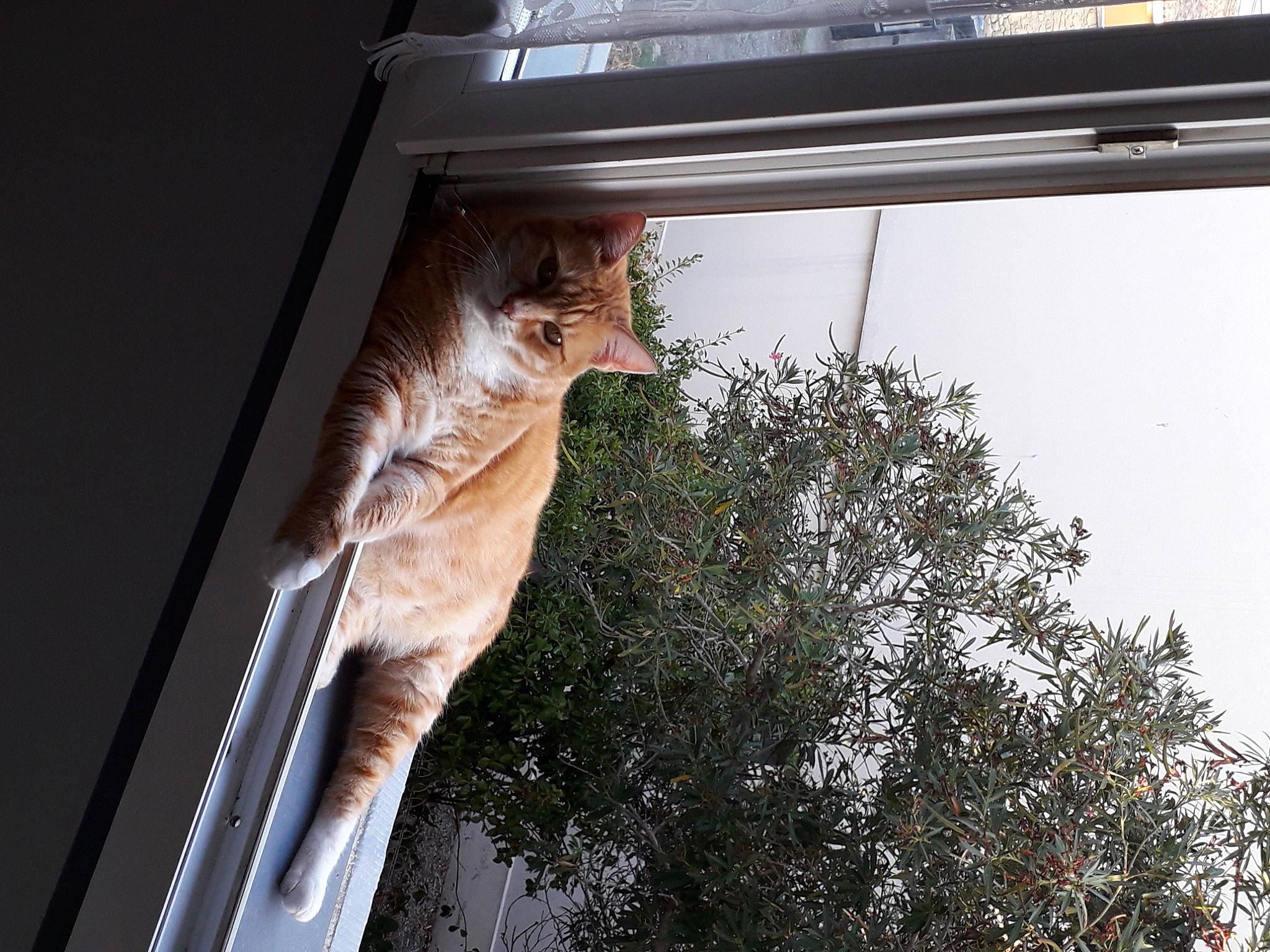 Mali participe au concours pour gagner de l'argent avec cette photo : carnivore, cat, daylighting, domestic_short_haired_cat, fawn, felidae, fur, glass, metal, plant, shade, small_to_medium_sized_cats, sporting_group, tail, tints_and_shades, tree, whiskers, wildlife, window, wood