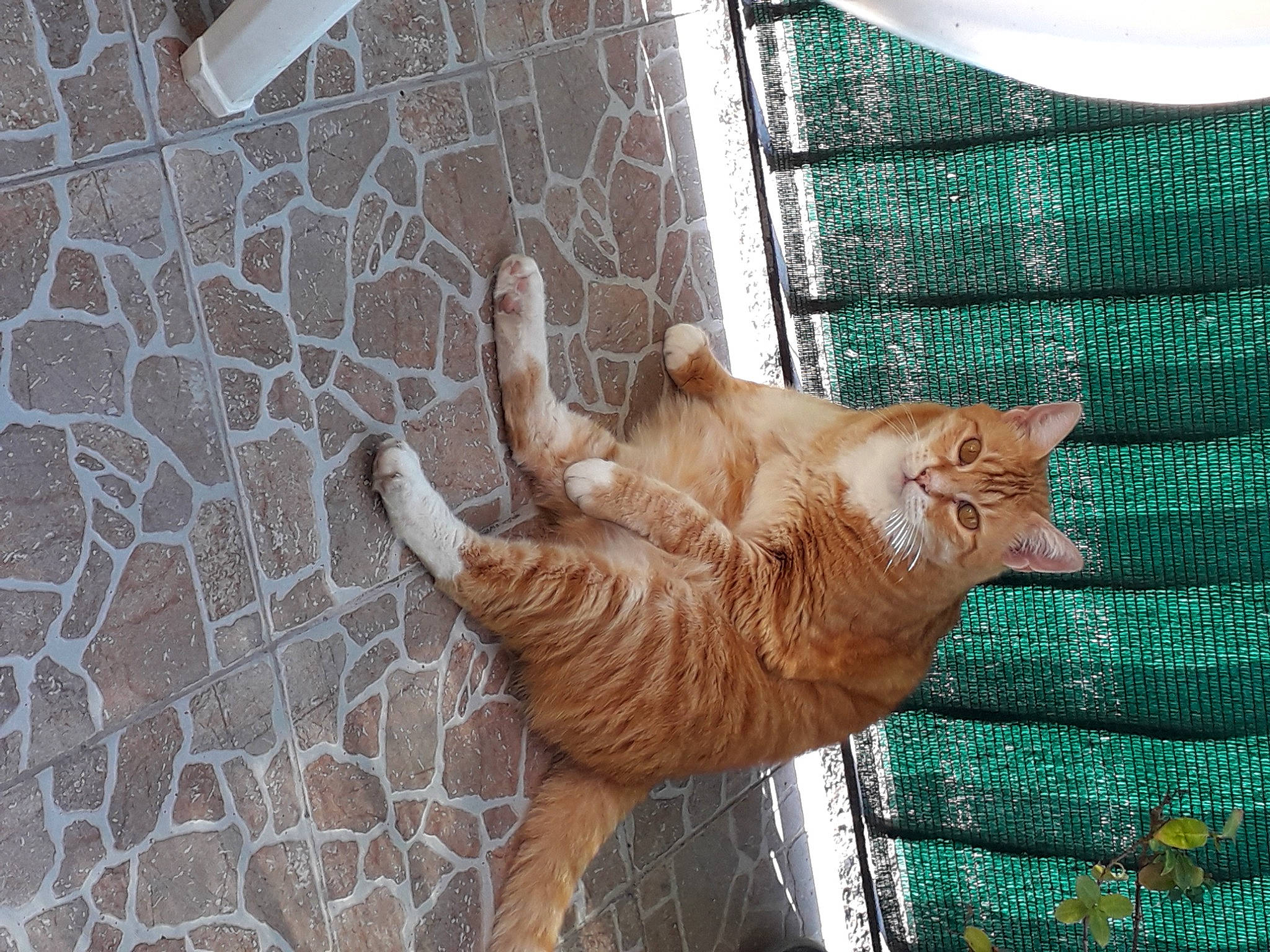 Mali a rejoint le concours — aidez-le/la à gagner de superbes lots ! brick, brickwork, canidae, carnivore, cat, claw, dog_breed, domestic_short_haired_cat, fawn, felidae, flooring, fur, grass, small_to_medium_sized_cats, sporting_group, tail, terrestrial_animal, trunk, whiskers, wood