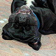Chop is registered to the contest to win money with this photo: dog, black_dog, white_markings, lying_down, upside_down, teeth, playful, pet, canine, collar, indoor, carpet, fur, closeup, resting, animal, cute, smile, relaxed, domestic