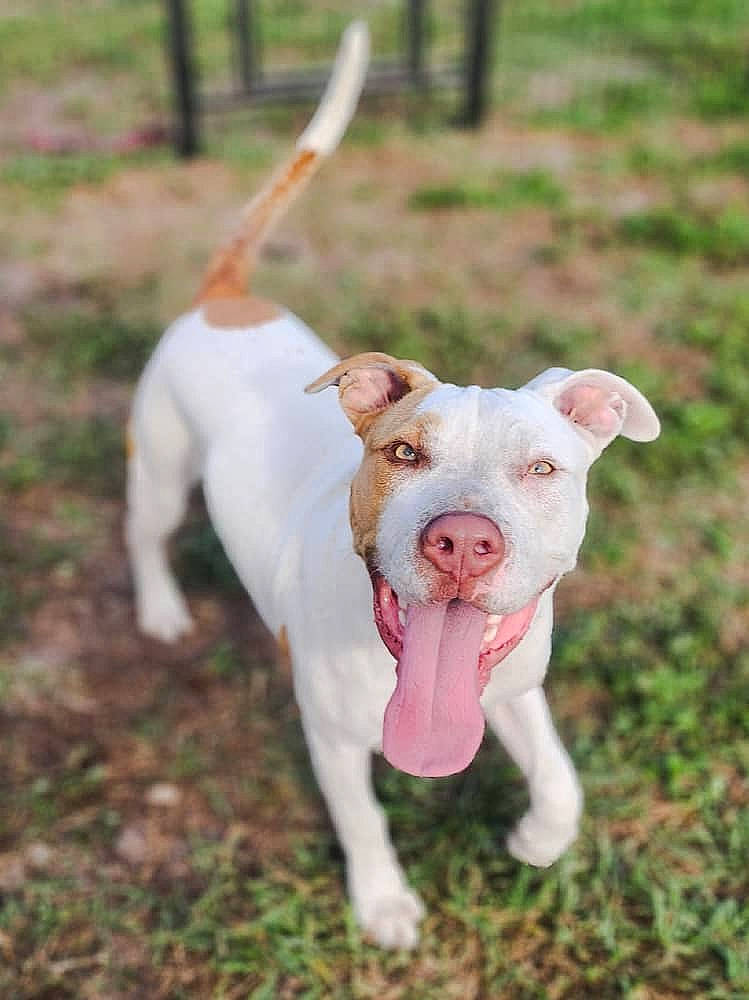 Armani joined the competition — help win amazing prizes! canidae, carnivore, collar, companion_dog, cow_goat_family, dog, dog_breed, dog_collar, fawn, grass, grassland, leash, livestock, pasture, plant, snout, tail, terrestrial_animal, tree, working_animal