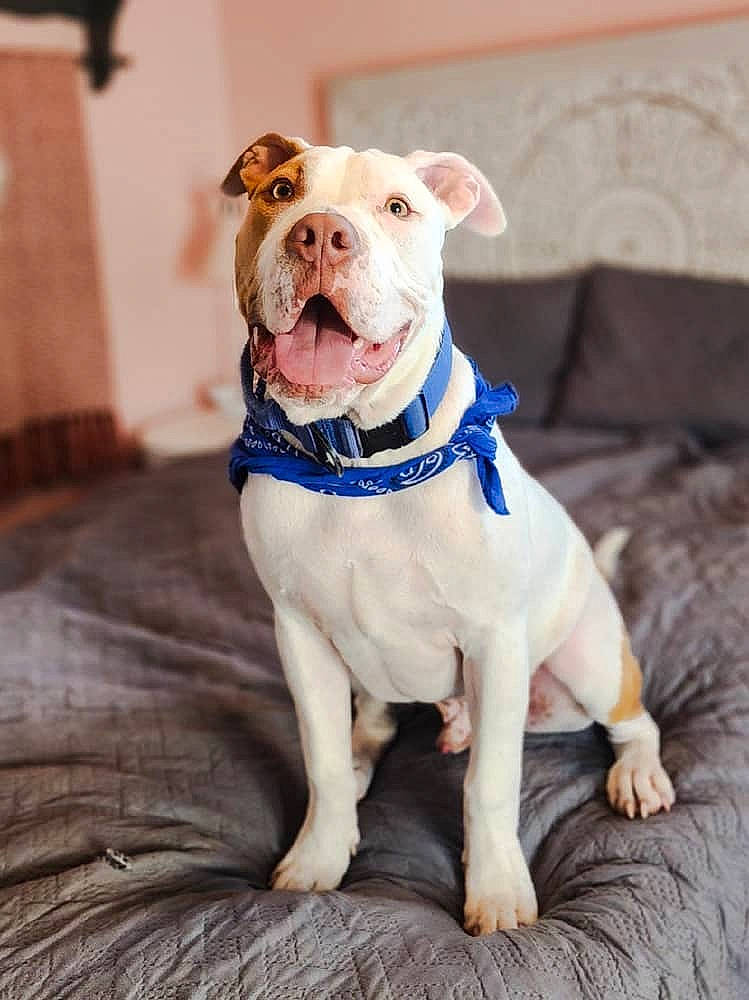 Armani joined the competition — help win amazing prizes! canidae, carnivore, collar, companion_dog, couch, dog, dog_breed, dog_clothes, dog_collar, dog_supply, fawn, leash, pet_supply, snout, sporting_group, terrestrial_animal, toy, whiskers, wood, working_animal