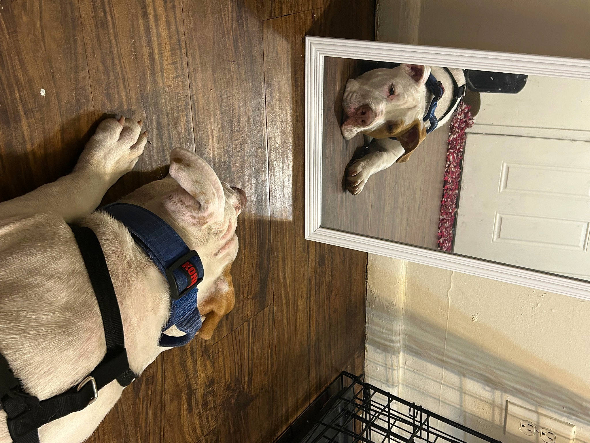 Armani is registered to the contest to win money with this photo: canidae, carnivore, collar, companion_dog, dog, dog_breed, dog_collar, fawn, flooring, non_sporting_group, pet_supply, room, snout, sporting_group, wood, working_animal