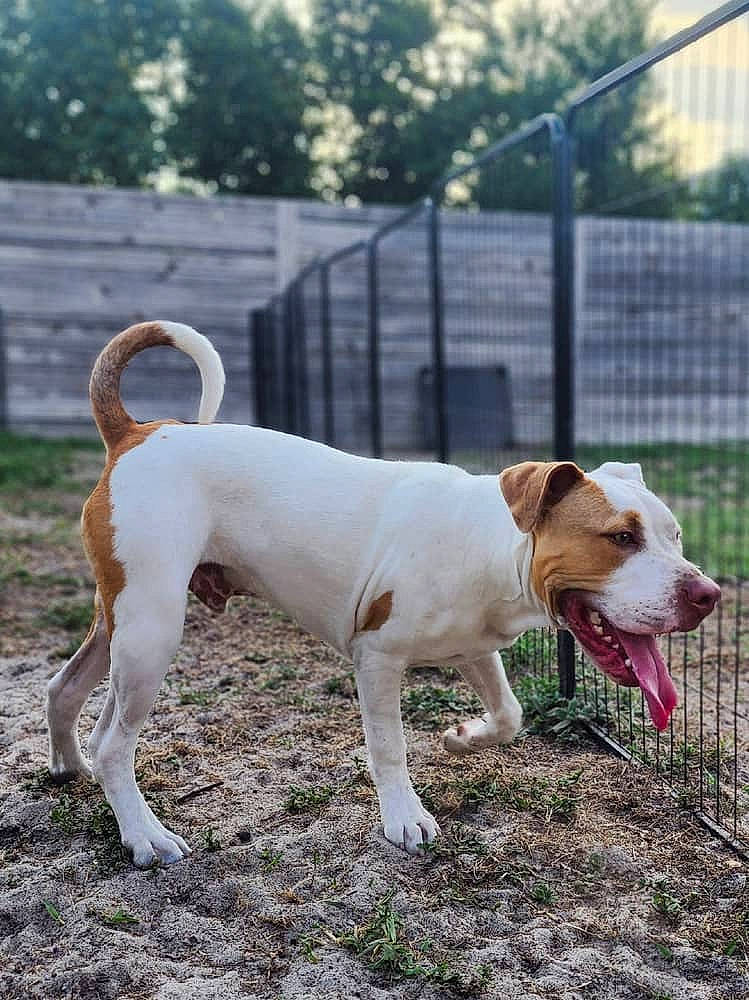 Armani is registered to the contest to win money with this photo: canidae, carnivore, collar, companion_dog, dog, dog_breed, dog_collar, dog_supply, dogo_guatemalteco, fawn, fence, grass, pet_supply, plant, snout, sporting_group, tail, terrier, tree, working_animal