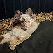 Chloe Jai joined the competition — help win amazing prizes! bed, black_blanket, blanket, cozy, cushion, dog, ears, fur, headboard, indoor, living_room, looking_at_camera, nose, paws, pet, pomeranian, portrait, puppy, resting, small_dog