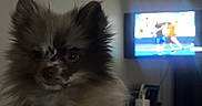 Chloe Jai is registered to the contest to win money with this photo: background, blur, close_up, cozy, cute, dark_lighting, dog, ears, eyes, fluffy, fur, home, indoor, living_room, nose, pet, pomeranian, portrait, television, tv_screen
