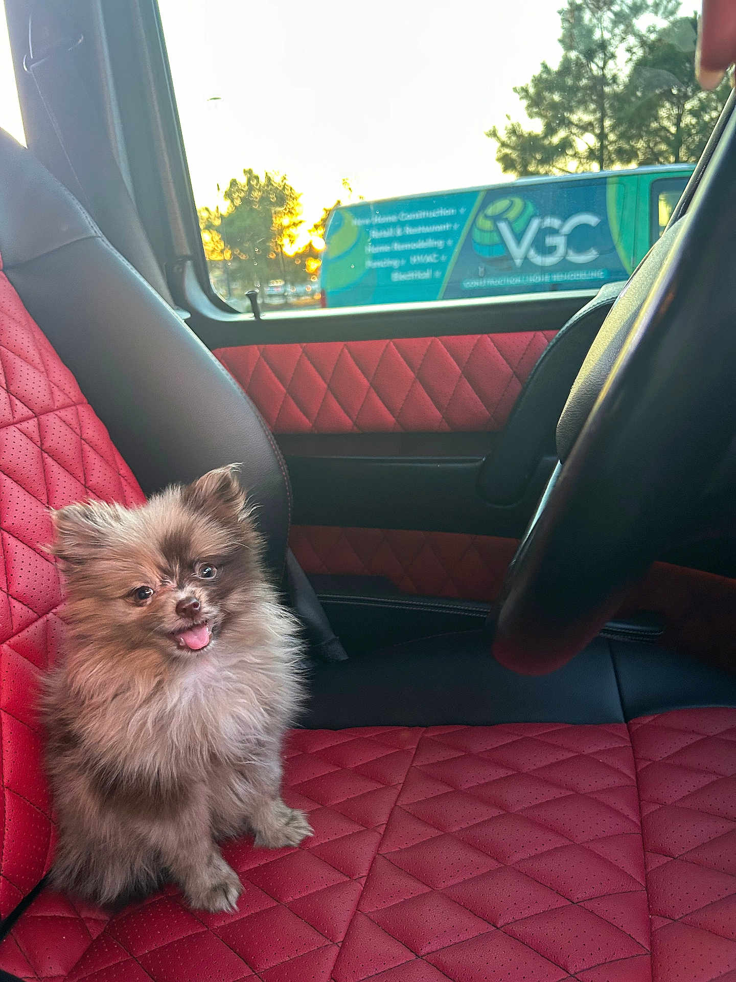 Chloe Jai joined the competition — help win amazing prizes! dog, puppy, pomeranian, car_interior, red_seat, quilted_seat, steering_wheel, window, sunset, van, advertisement, tongue_out, cute, fluffy, fur, pet, passenger_seat, portrait, happy, small_dog