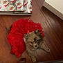 dog, puppy, small_dog, pet, red_tutu, tutu, costume, wrapping_paper, santa_wrapping, gift_wrap, hardwood_floor, wood_floor, brown_fur, fluffy, collar, indoor, cute, looking_up, holiday, box