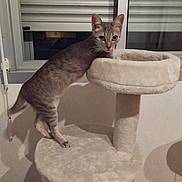 Lilou a rejoint le concours — aidez-le/la à gagner de superbes lots ! cat, tabby, cat_tree, indoor, window, blinds, curious, pet, feline, gray, fur, whiskers, ears, paws, standing, looking, animal, home, shadow, soft_lighting