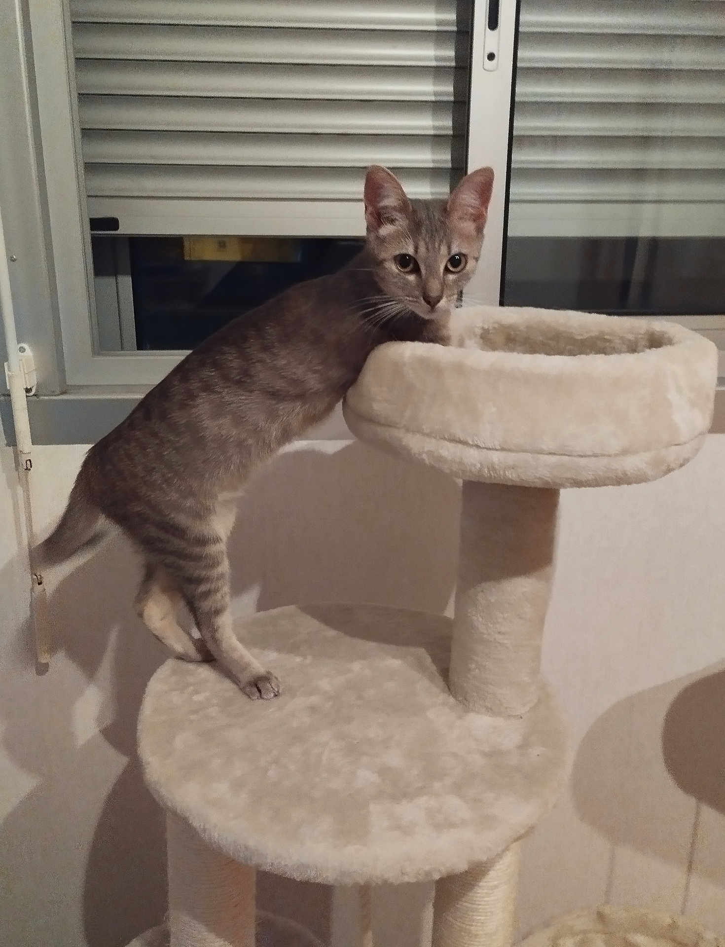 Lilou